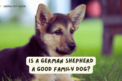 Is a German Shepherd a Good Family Dog