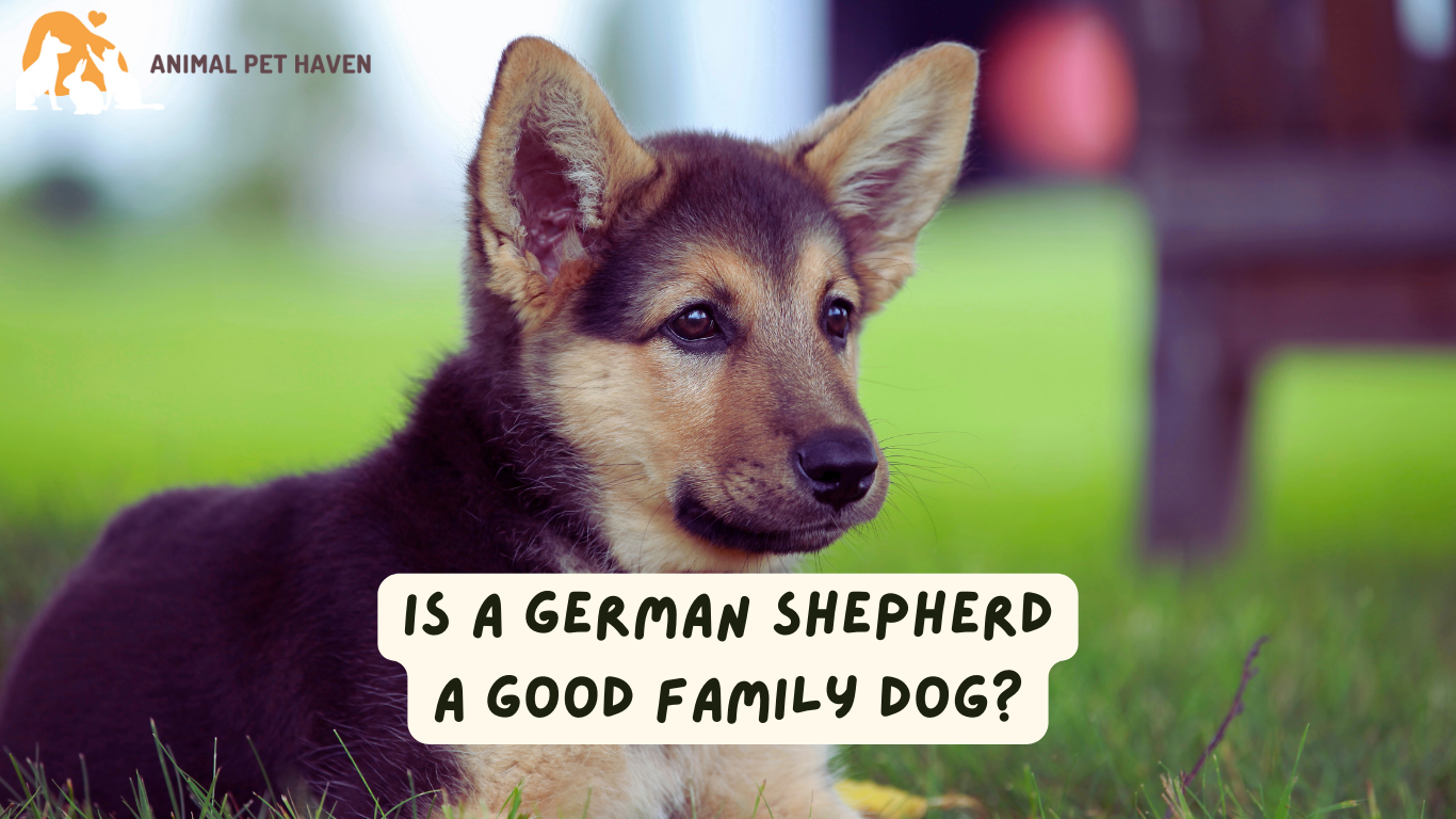 Is a German Shepherd a Good Family Dog