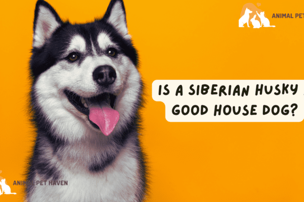 Is a Siberian Husky a Good House Dog