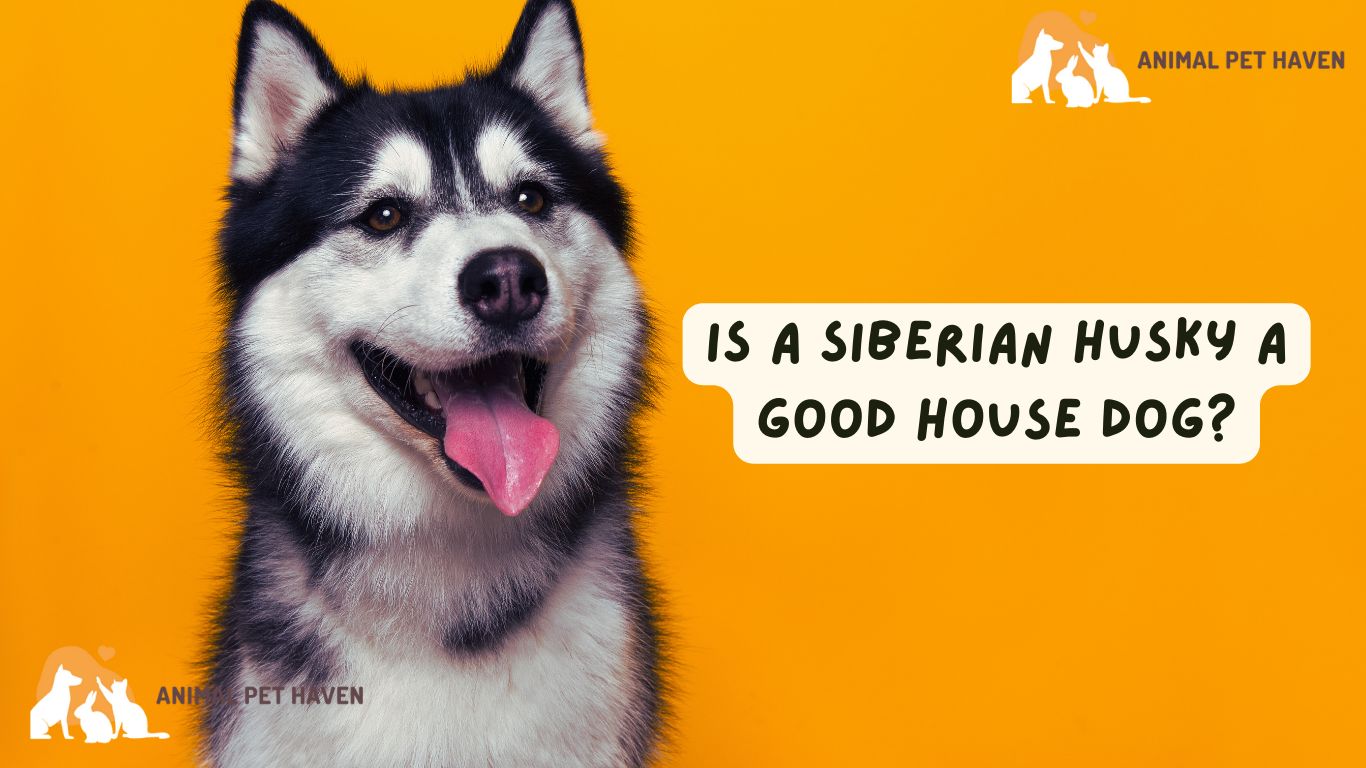 Is a Siberian Husky a Good House Dog