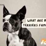 What are Boston Terriers Famous For