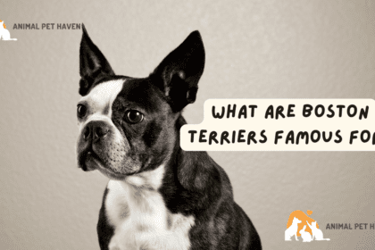 What are Boston Terriers Famous For