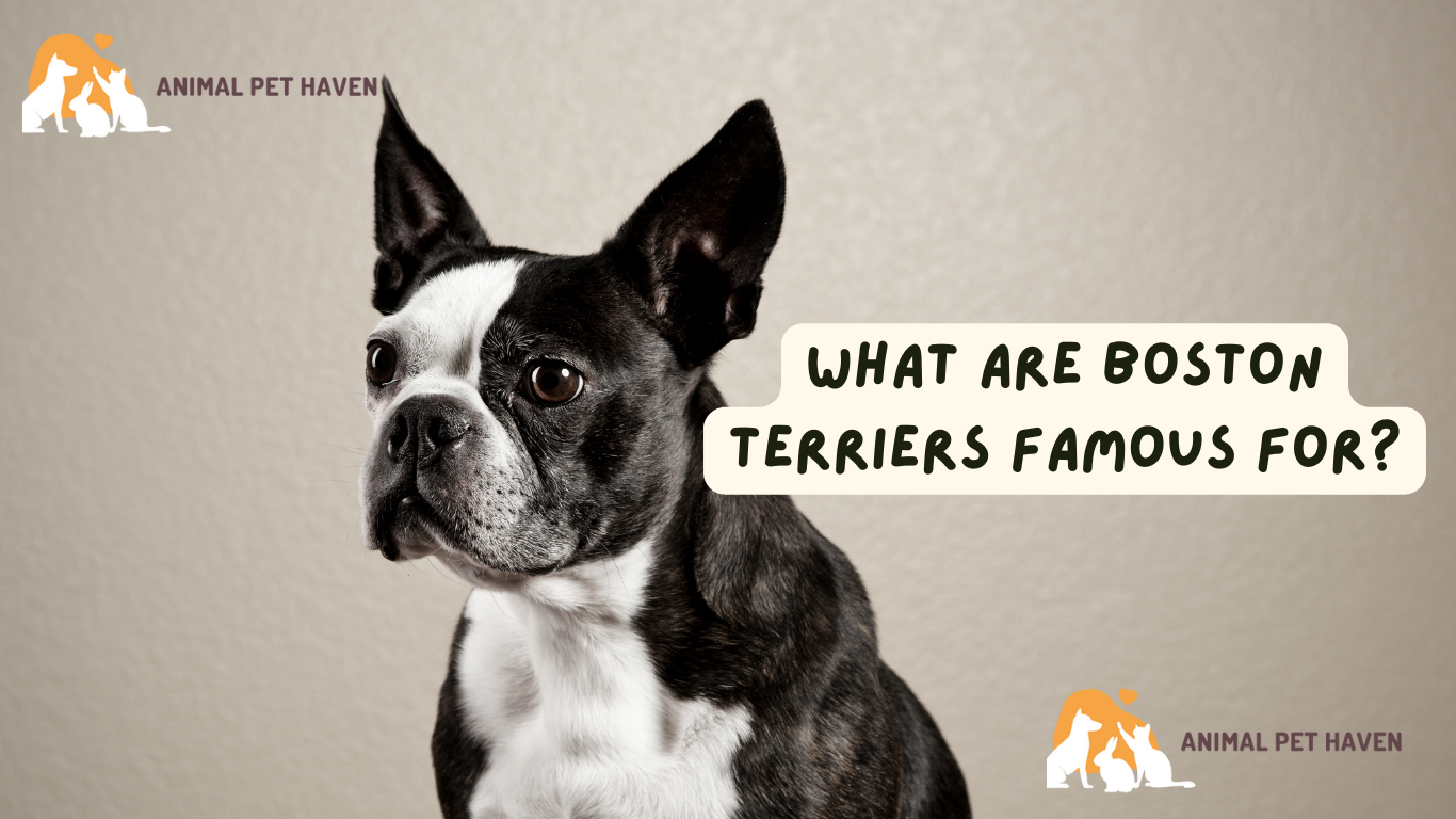 What are Boston Terriers Famous For