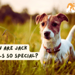 Why are Jack Russells so special