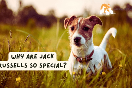 Why are Jack Russells so special