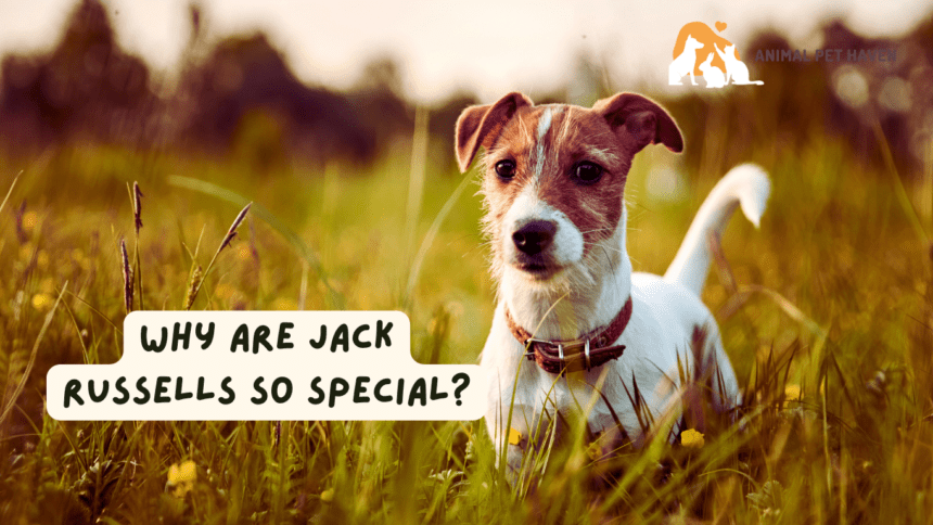 Why are Jack Russells so special