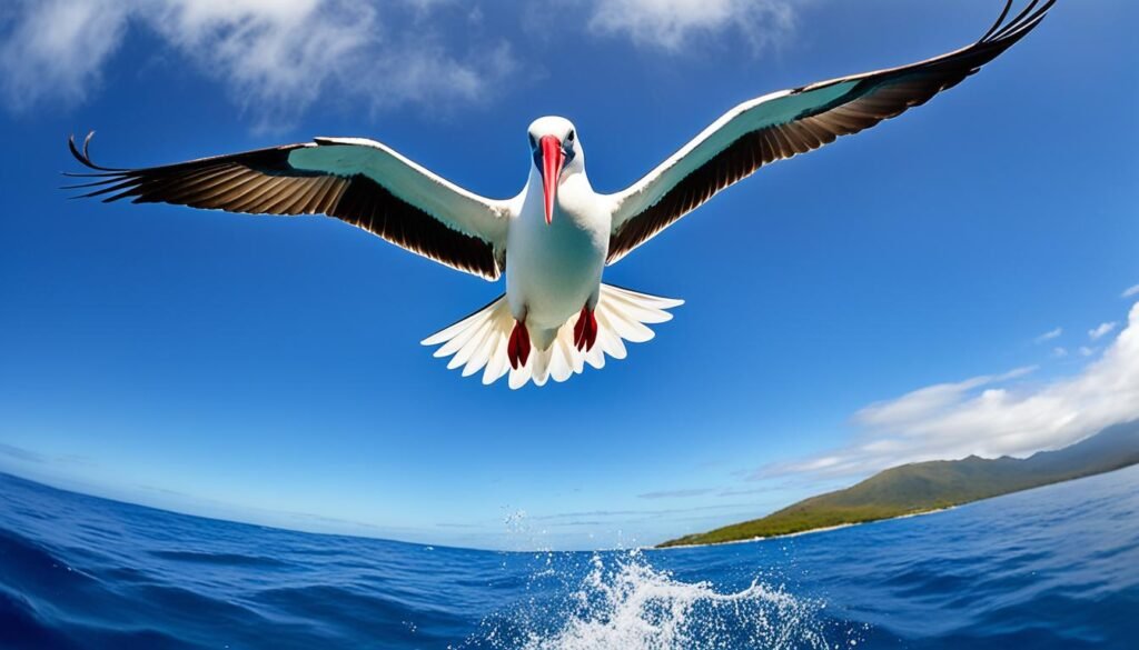 Red Footed Booby during flight