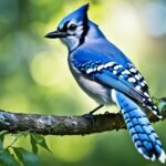 blue jay bird