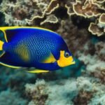 queen angelfish