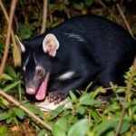 Tasmanian Devil Diet and Behavior