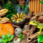 Types of reptiles suitable as pets